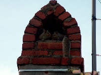 Animal Removal from Chimney Tops